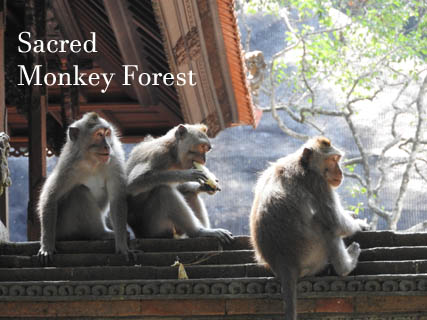 sacred monkey forest